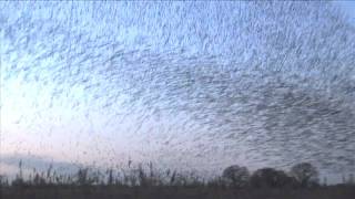 Macrowikinomics Murmuration [upl. by Akcirehs]