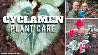 ✔ Cyclamen Plant Care  SGD 279 ✔ [upl. by Torhert]