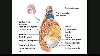 014 Reproductive System Male [upl. by Carolina313]