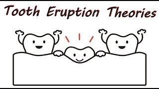 Theories of Tooth Eruption [upl. by Darbee]