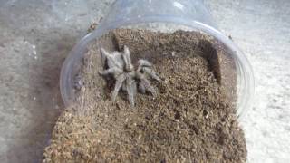 Aphonopelma Care [upl. by Nomyt]