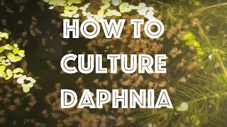 How To Culture Daphnia Magna [upl. by Marci]