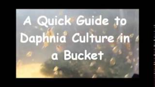 How to culture daphnia outside [upl. by Dymoke548]