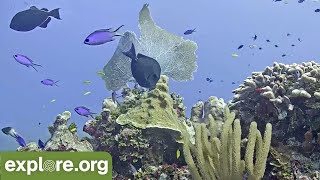 Cayman Reef Cam powered by EXPLOREorg [upl. by Luar]