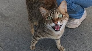 Excited cat meowing very loudly [upl. by Parette]