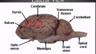 Sheep Brain Dissection Guide [upl. by Raeann634]