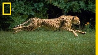 The Worlds Fastest Runner  National Geographic [upl. by Darla]