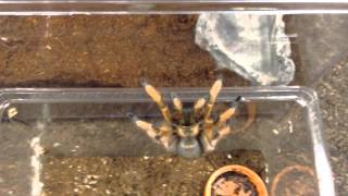 Aphonopelma moderatum Female Rehoming [upl. by Neeliak193]