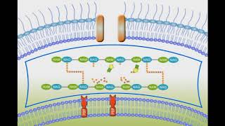 Penicillin Mechanism of Action animation video [upl. by Darraj431]