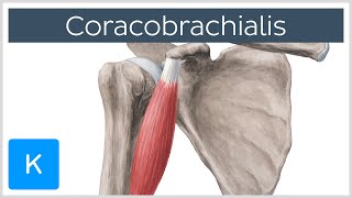 Coracobrachialis Muscle Overview  Human Anatomy  Kenhub [upl. by Corrianne519]