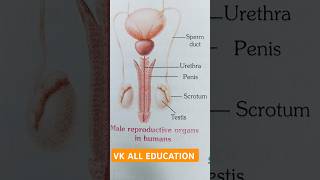 male reproductive organclass8biology shorts viral [upl. by Koressa]