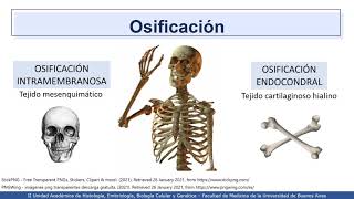 VIDEHISTO 12  Tipos de osificación [upl. by Missak]