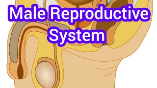 Male Reproductive System [upl. by Epuladaug219]