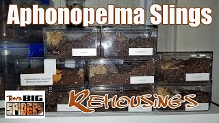 Aphonopelma Sling Rehousings [upl. by Bertrando]