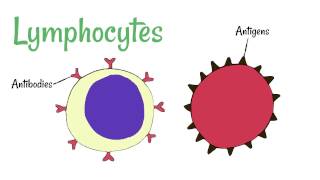 Cell Defence Lymphocytes and Phagocytes [upl. by Rumit]