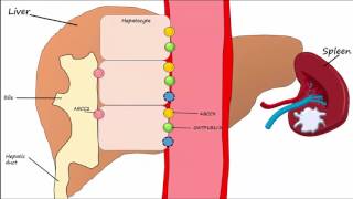 Hemoglobin BreakdownMetabolism [upl. by Phipps]