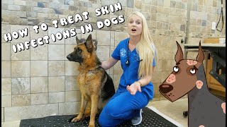 How to Treat Skin Infections in Dogs  Pyoderma [upl. by Duwalt697]