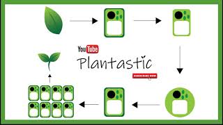 Plant Tissue Culture  Protoplast Culture [upl. by Nehgem]