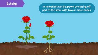 Types of Reproduction in Plants [upl. by Othella]