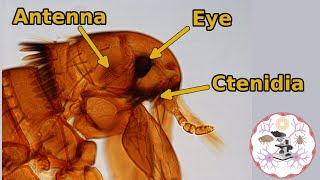 Microscopic Flea Anatomy [upl. by Lotsyrc]