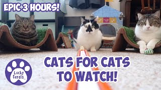 Cats Videos For Cats To Watch With Sound ➙ EPIC 3 HOURS  Cats Playing  Entertainment For Cats [upl. by Burta806]