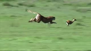 cheetah extreme acceleration and chasing gazelle [upl. by Oletha]