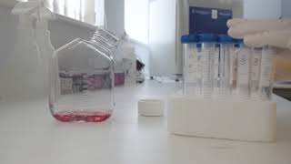 In vitro micronucleus assay [upl. by Armanda]