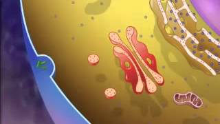 The Structure amp Function of Lysosomes  A Level Biology [upl. by Eelyram]