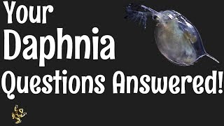 Daphnia Questions Answered [upl. by Nirraj]