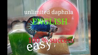 daphnia moina culture Easy way Unlimited production English  with sub Green water Chlorella [upl. by Bensen576]