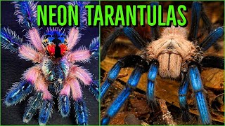 Top 10 COLORFUL Tarantulas  Beautiful Jewel Spiders [upl. by Ahsimat]