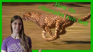 How do cheetahs run so fast [upl. by Akcir]