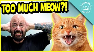 Stop The Constant Meow 6 Reasons Why Your Cat OverVocalizes [upl. by Mloc]