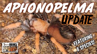 Aphonopelma Tarantula Species Update [upl. by Nonad]