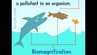 Difference Between Bioaccumulation and Biomagnification [upl. by Nohs]