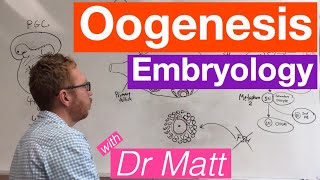 Oogenesis  Embryology [upl. by Felske]