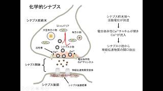 シナプスの構造と機能（神経伝達、シナプス伝達、シナプス後電位） [upl. by Zsolway]