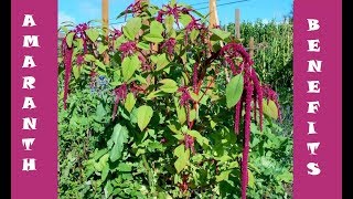 Benefits of Amaranth Leaves [upl. by Burkitt551]