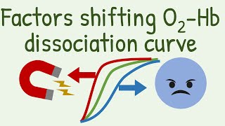 Factors Shifting Oxygen Hemoglobin Dissociation Curve [upl. by Eimat]