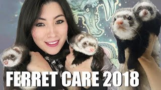 Ferret Care 2018  How to Care For Pet Ferrets [upl. by Yrek]