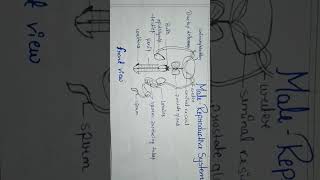 Male Reproductive system diagram front view [upl. by Ng]