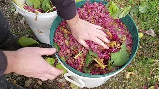 Harvesting Amaranth As A Grain [upl. by Eustashe769]