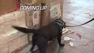 UK Customs Drug Sniffing Security Dogs  Border Patrol [upl. by Ariik]