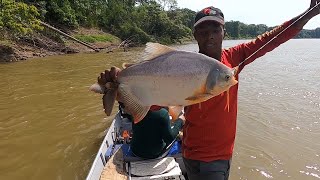 La mejor carnada para bagres y cachama  Pesca con anzuelo [upl. by Pressman]