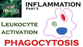 INFLAMMATION Part 3 Leukocyte Activation  PHAGOCYTOSIS [upl. by Ydde38]