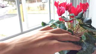 Cyclamen Plant Care  How to Keep Cyclamen Blooming [upl. by Mellar]