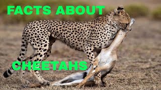 21 Facts About Cheetahs The Fastest Land Animal Cheetahs [upl. by Airahcaz]