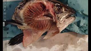 Fish Gill Dissection  A Level Biology Required Practical [upl. by Odlopoel]