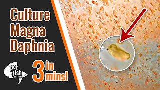 How to culture DAPHNIA MAGNA  The easy way [upl. by Enitsirhk784]