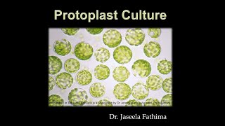 Protoplast culture [upl. by Nyladnor431]